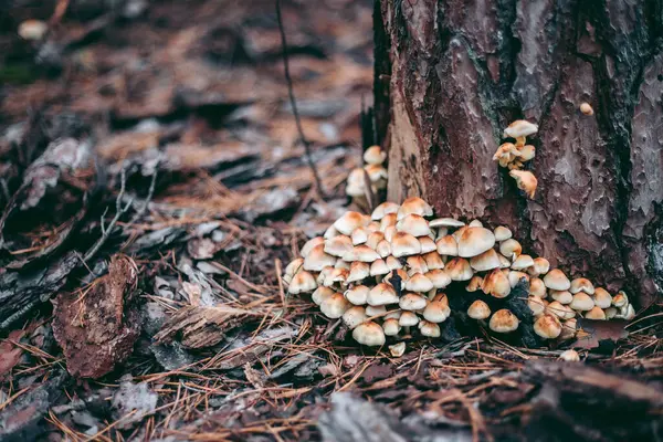 秋天森林里树上的蘑菇 — 图库照片