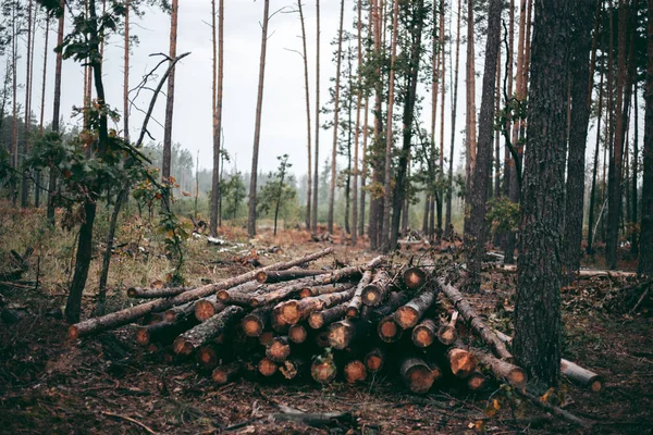 Nielegalne Wycinanie Lasów Drzew Parku Przyrody — Zdjęcie stockowe