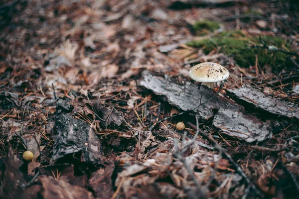 非法砍伐野生生物公园的森林和树木 — 图库照片