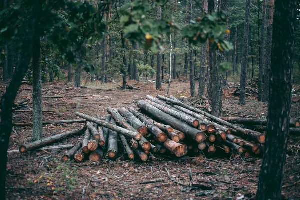 Abattage Illégal Forêts Arbres Dans Parc Animalier — Photo