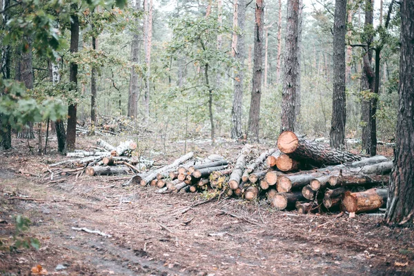 Illegal Felling Forest Trees Wildlife Park — Stock Photo, Image