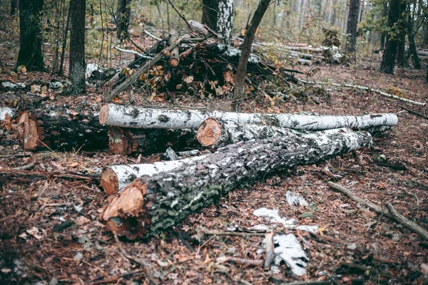 Незаконная Вырубка Лесов Деревьев Парке Дикой Природы — стоковое фото