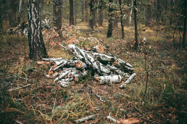 Незаконная Вырубка Лесов Деревьев Парке Дикой Природы — стоковое фото