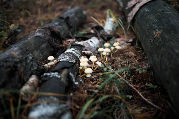 Svamp Närbild Höstskogen Gräs — Stockfoto