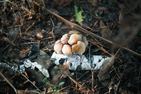 草の中の秋の森のキノコの閉鎖 — ストック写真