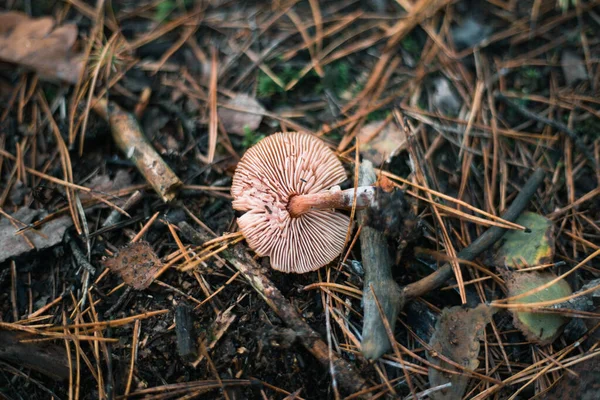 Mushroom Close Autumn Forest Grass — Stock Photo, Image