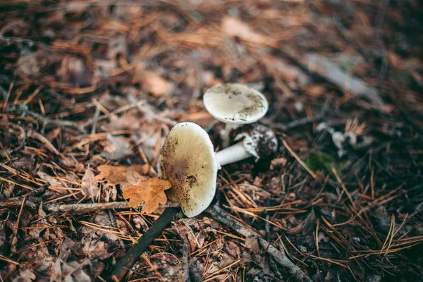 Primer Plano Setas Bosque Otoño Hierba — Foto de Stock