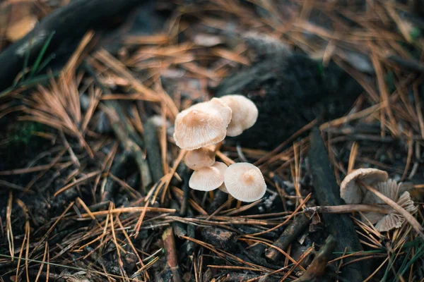 Svamp Närbild Höstskogen Gräs — Stockfoto