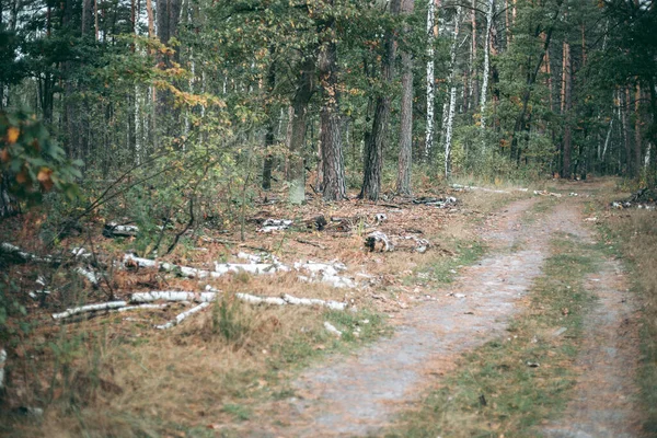 Nelegální Kácení Lesa Stromů Lesoparku — Stock fotografie