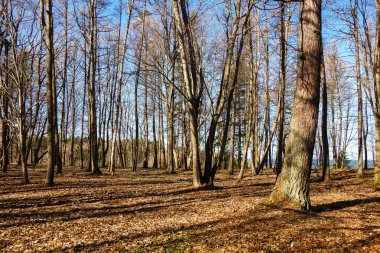 toila orman parkı, estonya. sonbahar ağaçları      