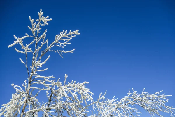 Frozen tree branches at the waterfall. ice crystals in estonia vallast