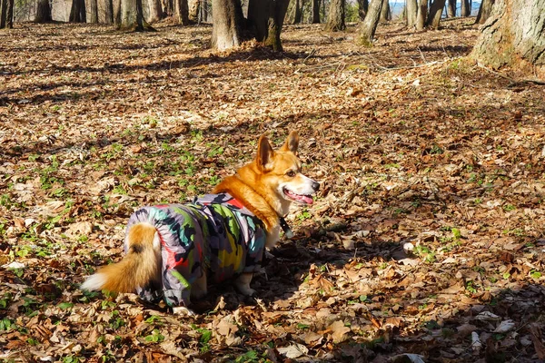 Chien Gallois Corgi Pembroke Aux Cheveux Roux Promenant Dans Parc — Photo