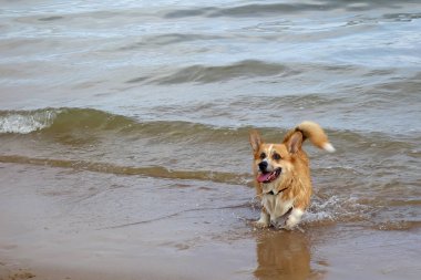 kırmızı saç galler corgi pembroke bir plajda eğlenin. Köpek yüzme, banyo zamanı