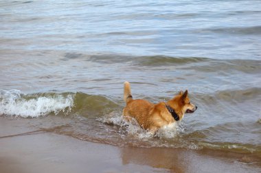 kırmızı saç galler corgi pembroke bir plajda eğlenin. Köpek yüzme, banyo zamanı
