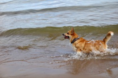kırmızı saç galler corgi pembroke bir plajda eğlenin. Köpek yüzme, banyo zamanı             