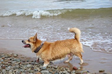 kırmızı saç galler corgi pembroke bir plajda eğlenin. Köpek yüzme, banyo zamanı