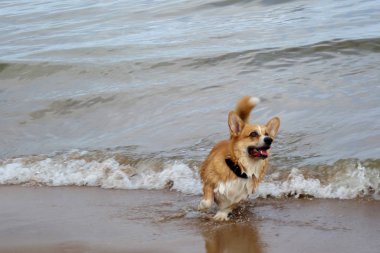 kırmızı saç galler corgi pembroke bir plajda eğlenin. Köpek yüzme, banyo zamanı               