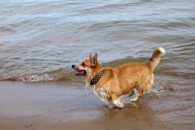 kırmızı saç galler corgi pembroke bir plajda eğlenin. Köpek yüzme, banyo zamanı            