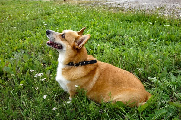 Rothaariger Walisischer Corgi Pembroke Genießt Sein Leben Sommerpark — Stockfoto