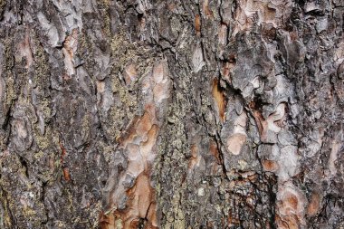yosun ve liken arka plan dokusu ile ağaç kabuğu