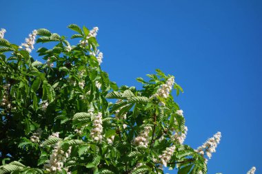 tatlı kestane ve mavi gökyüzü geometrik arka plan