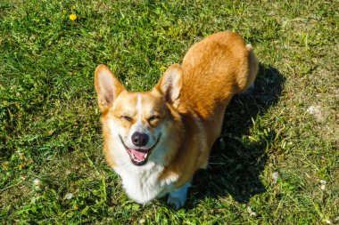 kırmızı saçlı galce corgi pembroke corgi portre