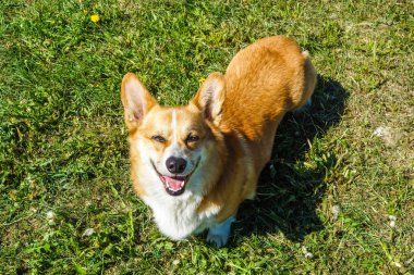 kırmızı saçlı galce corgi pembroke corgi portre        