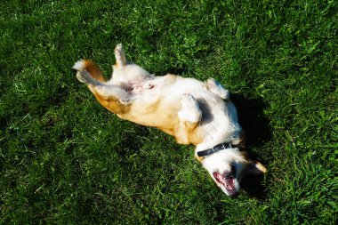 kırmızı saçlı galce corgi pembroke bahar parkında hayatının tadını çıkarıyor