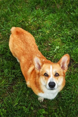 Galce corgi pembroke köpek yaz açık yürüyüş, köpek eğitimi. Parlak gözler köpek portresi. Kızıl saç