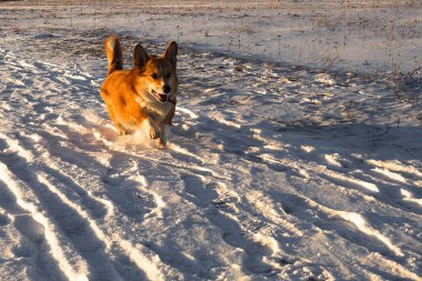 galler corgi pembroke çalışır, kış açık köpek spor