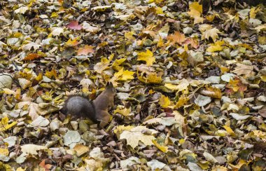 sincaplar sonbahar ormanında yiyecek arıyor. yapraklarda yiyecek boşlukları yapmak. gıda bağlama