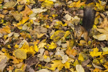 sincaplar sonbahar ormanında yiyecek arıyor. yapraklarda yiyecek boşlukları yapmak. gıda bağlama