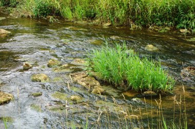 çim hızlı bir akım ile bir nehir bir adada yetişir      