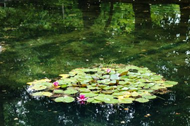 temiz bir havuzda pembe nilüfer               