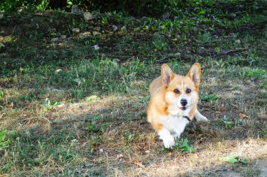 kırmızı saçlı galce corgi pembroke yaz açık köpek spor yürüyor