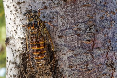cicada bir ağaç üzerinde oturur ve bir şarkı şarkı