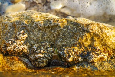 yengeç taşlar, ıslak taşlar, deniz yaşamı arasında kayalarda gizler        