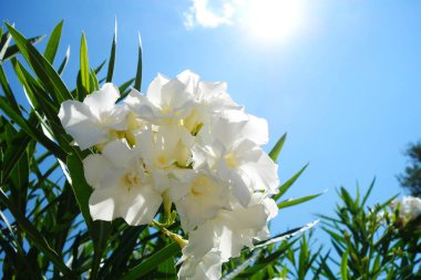 Parlak güneş makro illüstrasyon Hırvatistan Oleander beyaz çiçek   