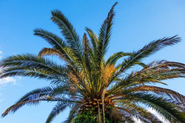 mavi bir gökyüzü backgroung duvar kağıdı üzerinde palmiye ağacı              