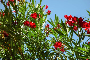 Hırvatistan illüstrasyon oleander kırmızı çiçek               