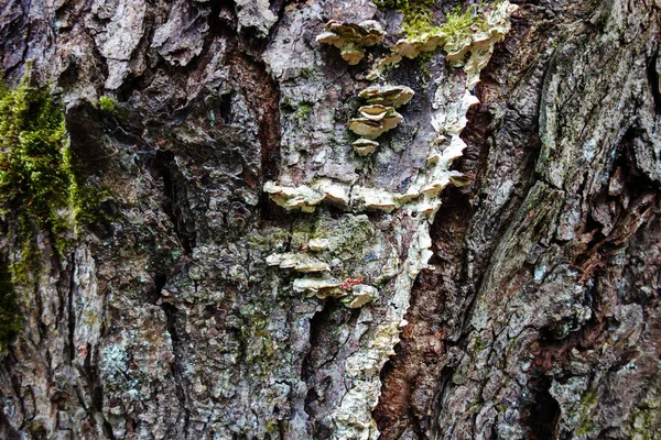 Écorce Arbre Avec Mousse Lichen Champignons Texture Fond Champignon — Photo