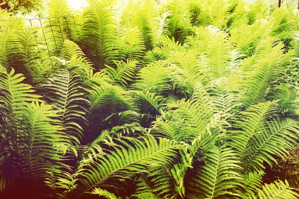 Όμορφη Πράσινη Φτέρη Στο Καλοκαίρι Ήλιο Τονισμένο Ταπετσαρία — Φωτογραφία Αρχείου