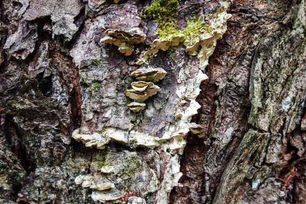 Écorce Arbre Avec Mousse Lichen Champignons Texture Fond Champignon — Photo