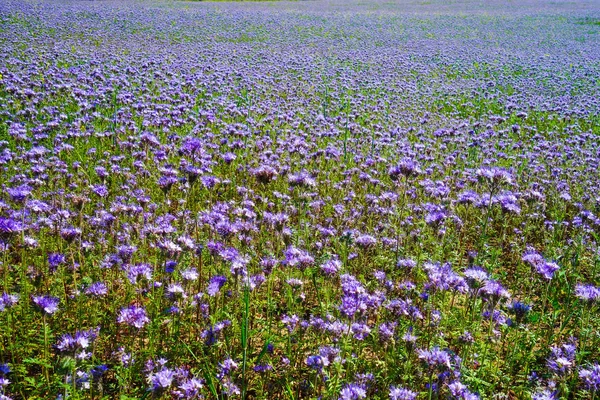 Purple Flower Field Estonia Kuremae Monastery — Stock Photo, Image