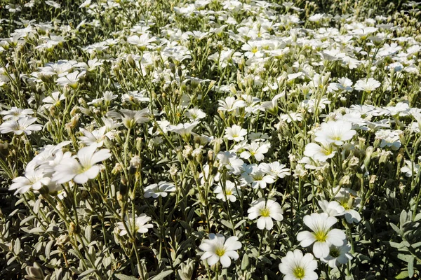 Kleine Weiße Blumen Hintergrund Textur — Stockfoto