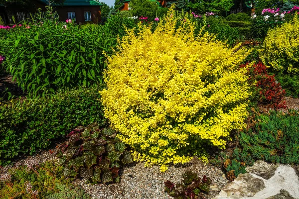 sunny yellow bush with small leaves
