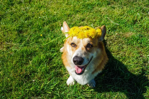 頭にタンポポの花の花輪とウェールズコーギーペンブローク — ストック写真