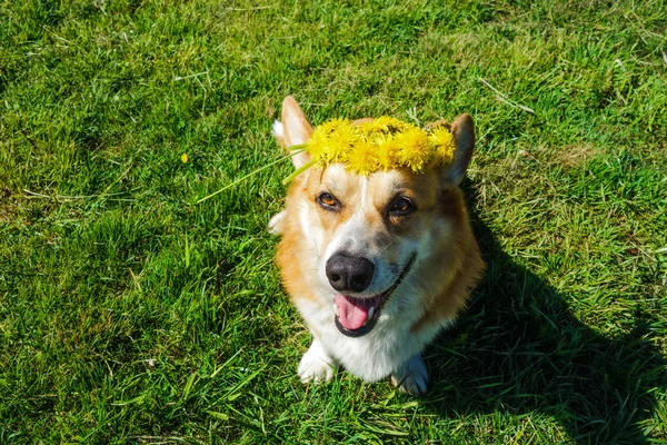 Welsh Corgi Pembroke Met Krans Van Paardebloem Bloemen Hoofd — Stockfoto