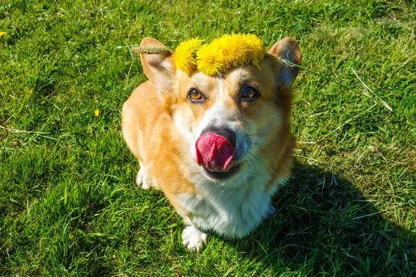 Welsh Corgi Pembroke Met Krans Van Paardebloem Bloemen Hoofd Met — Stockfoto