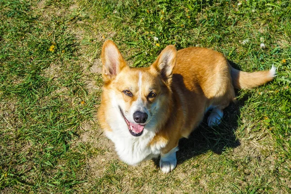 Rothaariger Walisischer Corgi Pembroke Corgi Portrait — Stockfoto